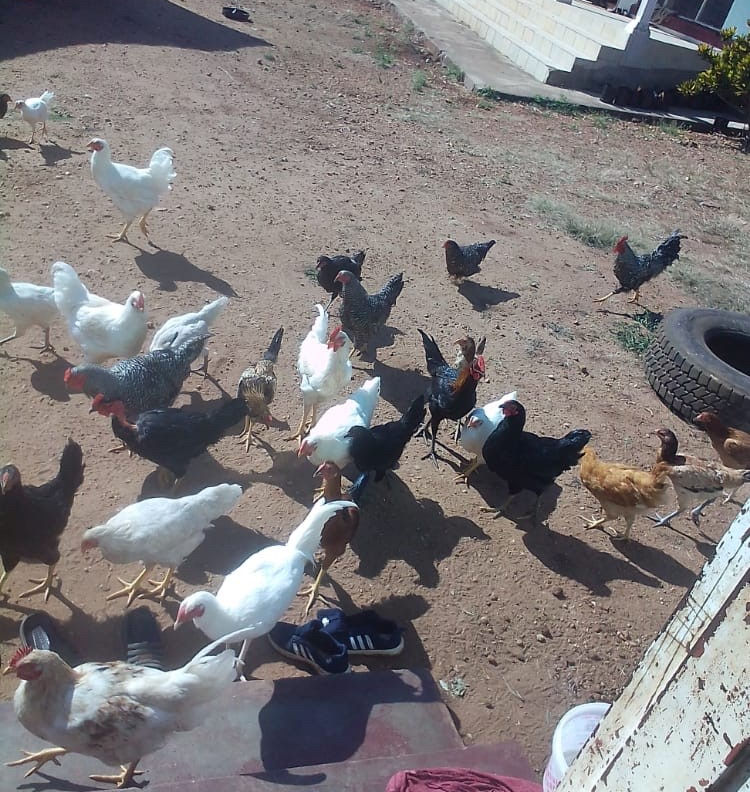 Christ Worshipper's Gospel Choir Update